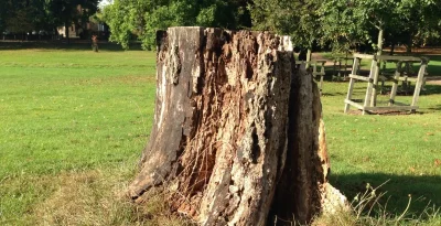 remove stump services spring lake nc