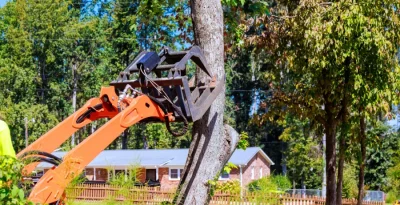tree removal (3)