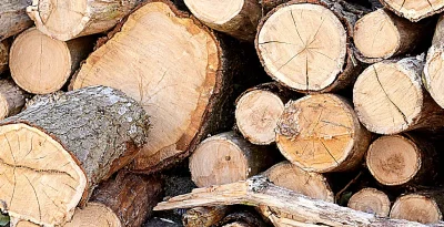 tree removal work hope mills nc